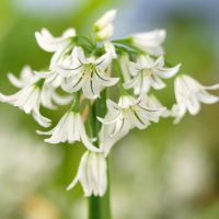 Allium Triquetrum